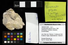 Foto (Objekt + Etiketten) von Goniodromites polyodon (Reuss, 1858) 